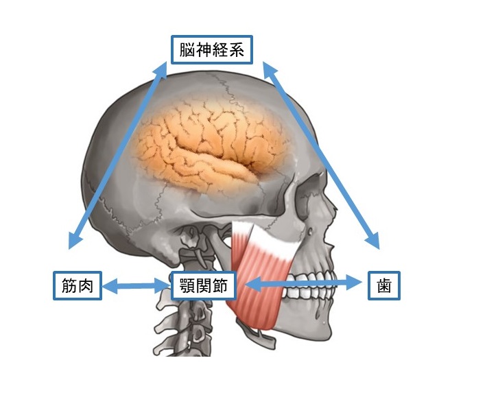 骨格を考える咬み合わせ